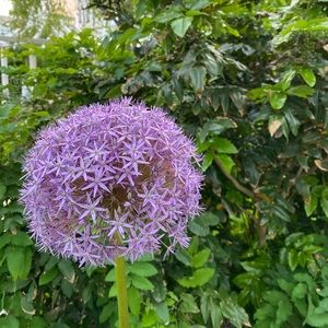 Meet your Posher, Sydney